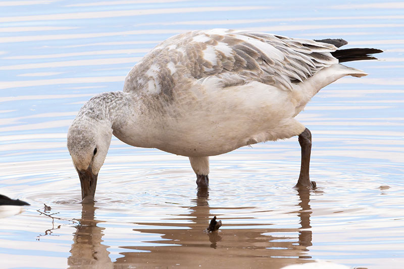 Snow Geese Chen caerlescens