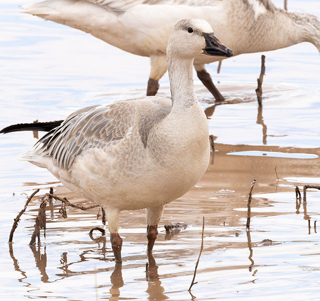 Snow Geese Chen caerlescens