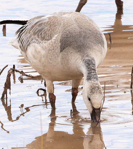Snow Geese Chen caerlescens