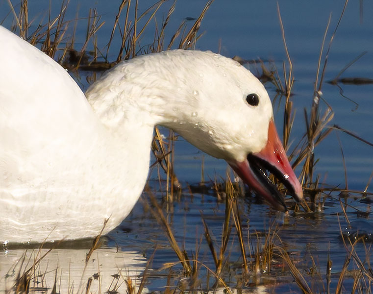 Snow Geese Chen caerlescens