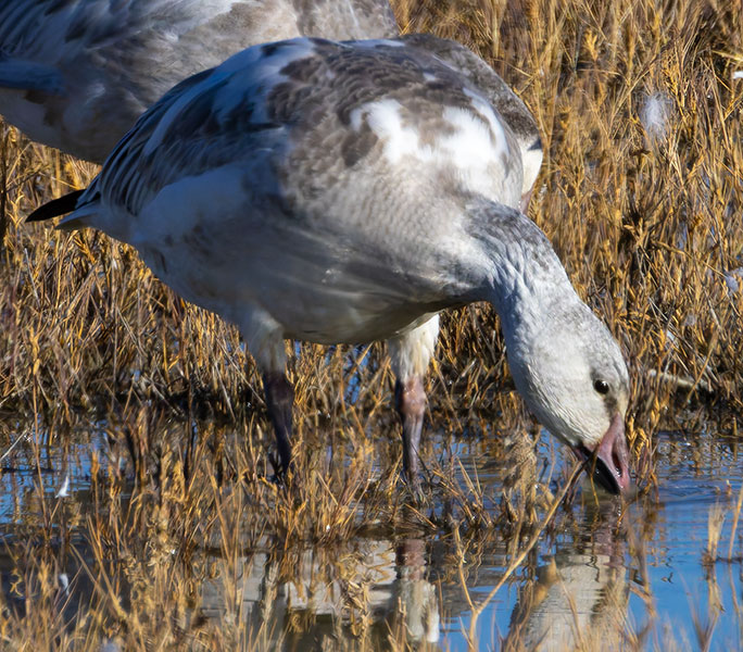 Snow Geese Chen caerlescens