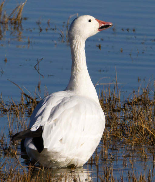 Snow Geese Chen caerlescens