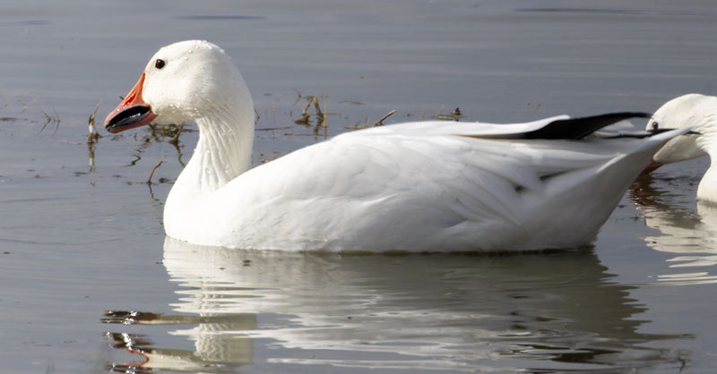 Snow Geese Chen caerlescens