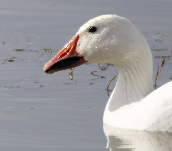 Snow Geese Chen caerlescens