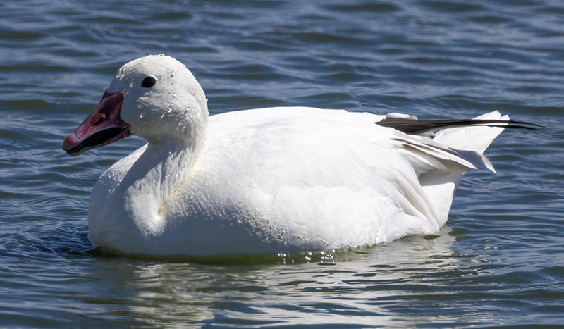 Snow Geese Chen caerlescens