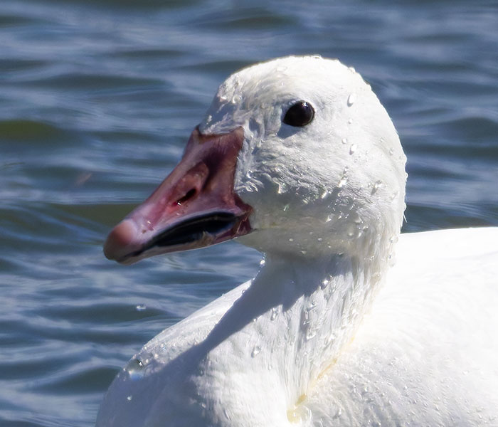 Snow Geese Chen caerlescens