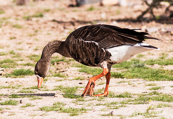 Greater White-fronted Geese  Anser albifrons