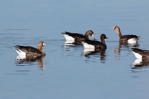 Greater White-fronted Geese  Anser albifrons