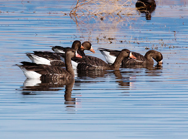 Greater White-fronted Geese  Anser albifrons