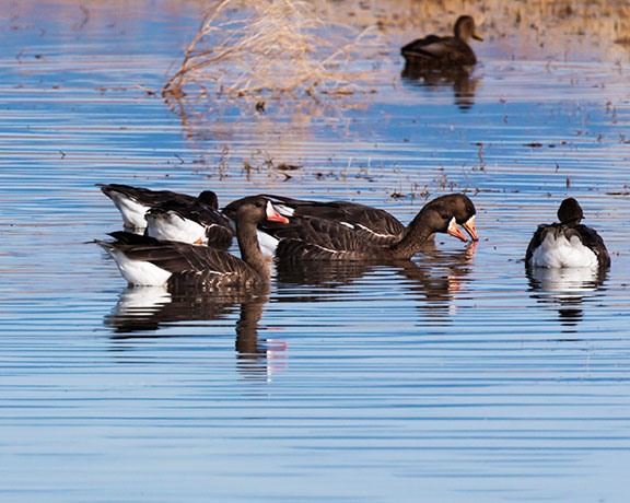 Greater White-fronted Geese  Anser albifrons