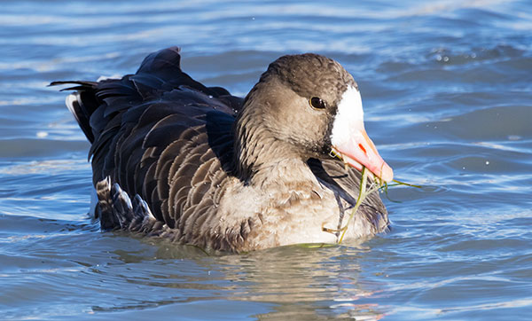 Greater White-fronted Geese  Anser albifrons