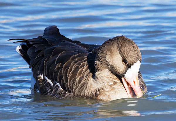 Greater White-fronted Geese  Anser albifrons