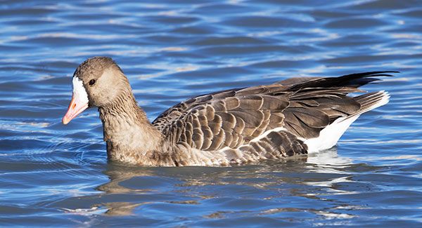 Greater White-fronted Geese  Anser albifrons
