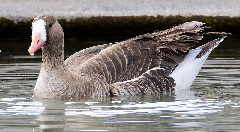 Greater White-fronted Geese  Anser albifrons