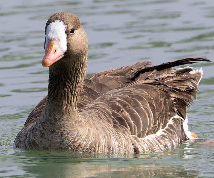 Greater White-fronted Geese  Anser albifrons