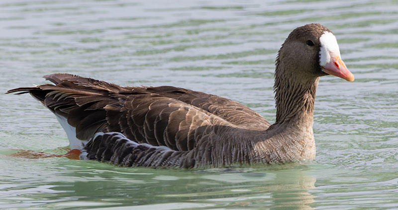 Greater White-fronted Geese  Anser albifrons