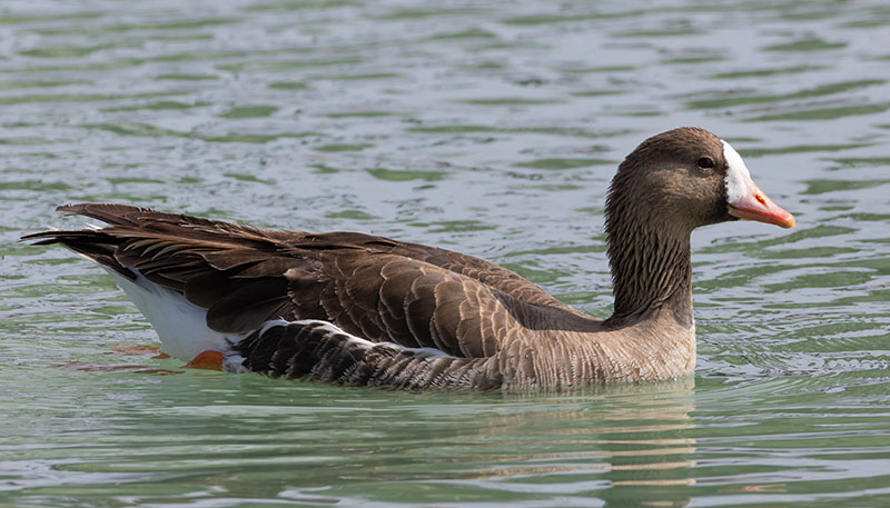 Greater White-fronted Geese  Anser albifrons