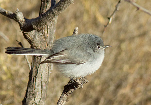 Black-tailed Gnatcatcher Polioptila melanura 
