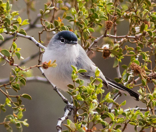 Black-tailed Gnatcatcher Polioptila melanura 