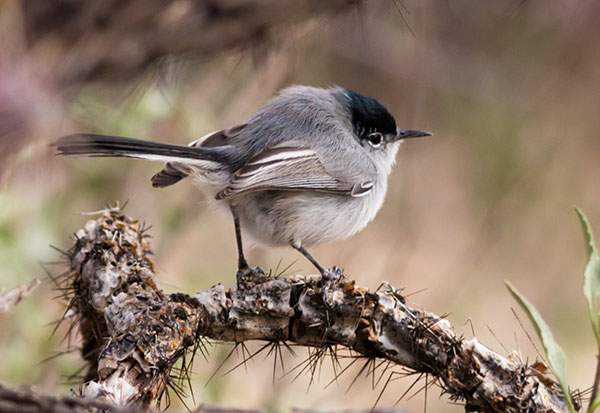 Black-tailed Gnatcatcher Polioptila melanura 