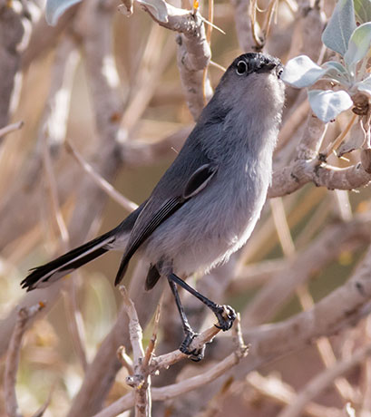 Black-tailed Gnatcatcher Polioptila melanura 