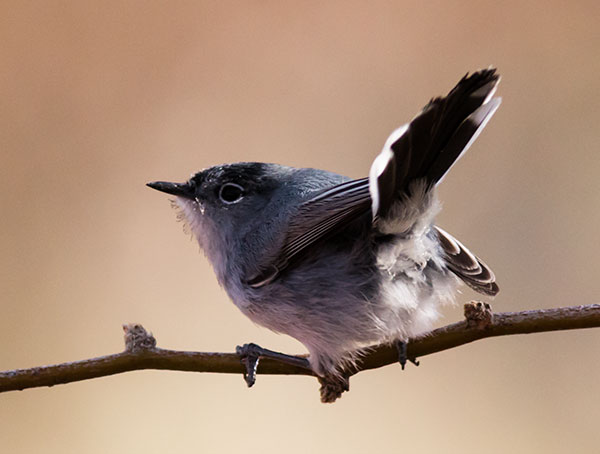 Black-tailed Gnatcatcher Polioptila melanura 