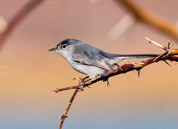 Black-tailed Gnatcatcher Polioptila melanura 