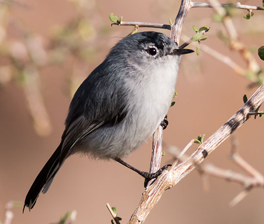 Black-tailed Gnatcatcher Polioptila melanura 