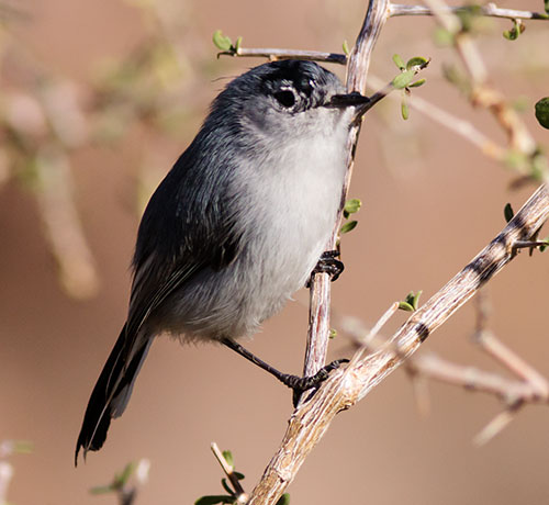 Black-tailed Gnatcatcher Polioptila melanura 