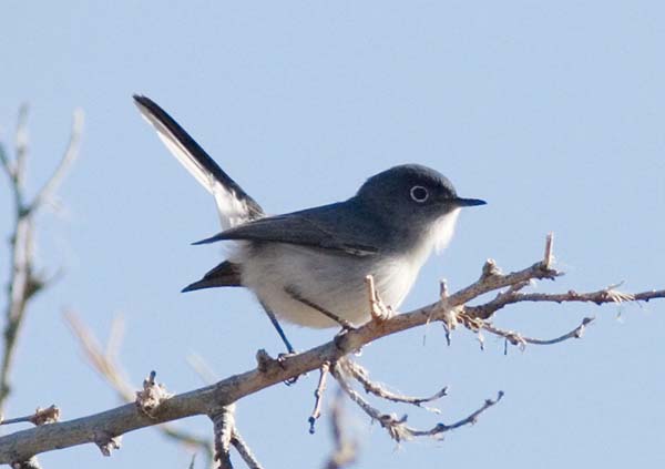 Blue-gray Gnatcatcher Polioptila caerulea