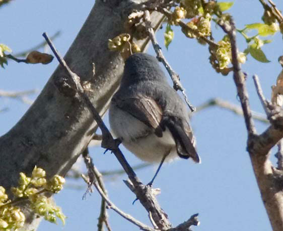 Blue-gray Gnatcatcher Polioptila caerulea