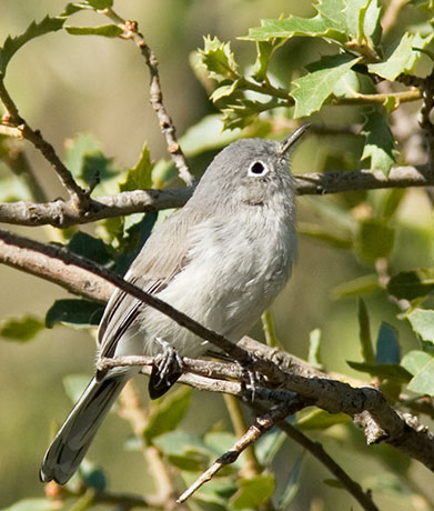 Blue-gray Gnatcatcher Polioptila caerulea