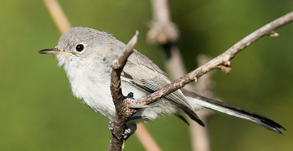 Blue-gray Gnatcatcher Polioptila caerulea