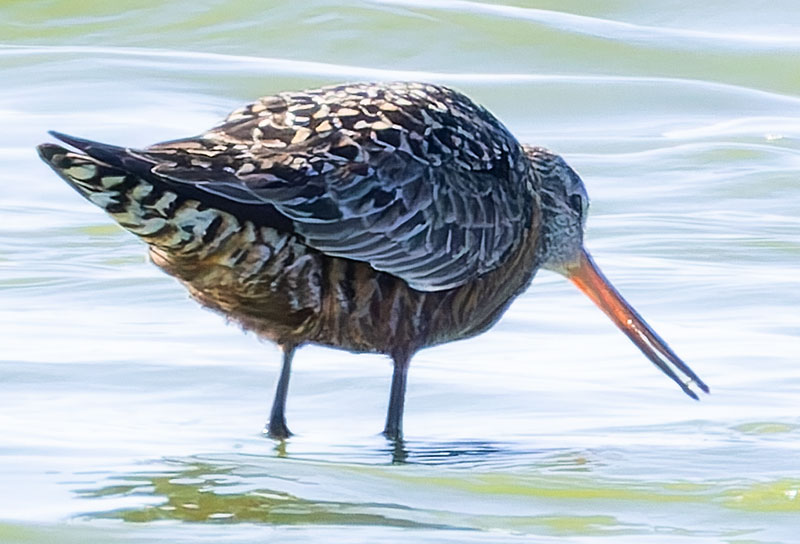 Hudsonian Godwit Limosa haemastica