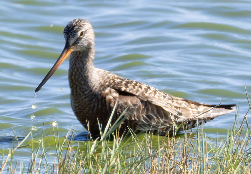 Hudsonian Godwit Limosa haemastica