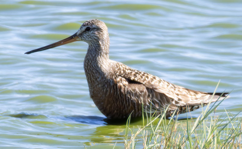 Hudsonian Godwit Limosa haemastica