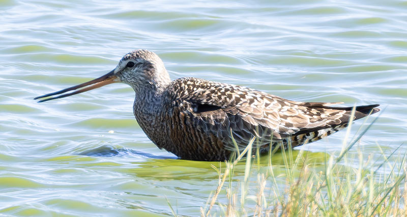 Hudsonian Godwit Limosa haemastica