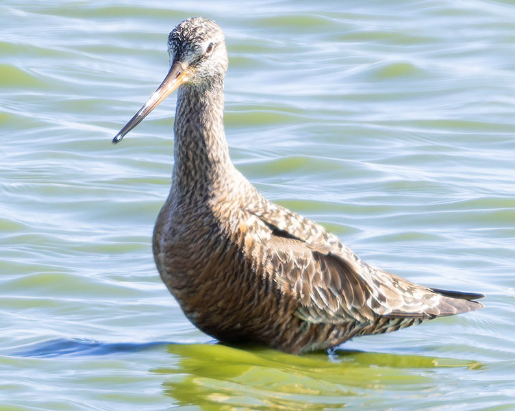 Hudsonian Godwit Limosa haemastica