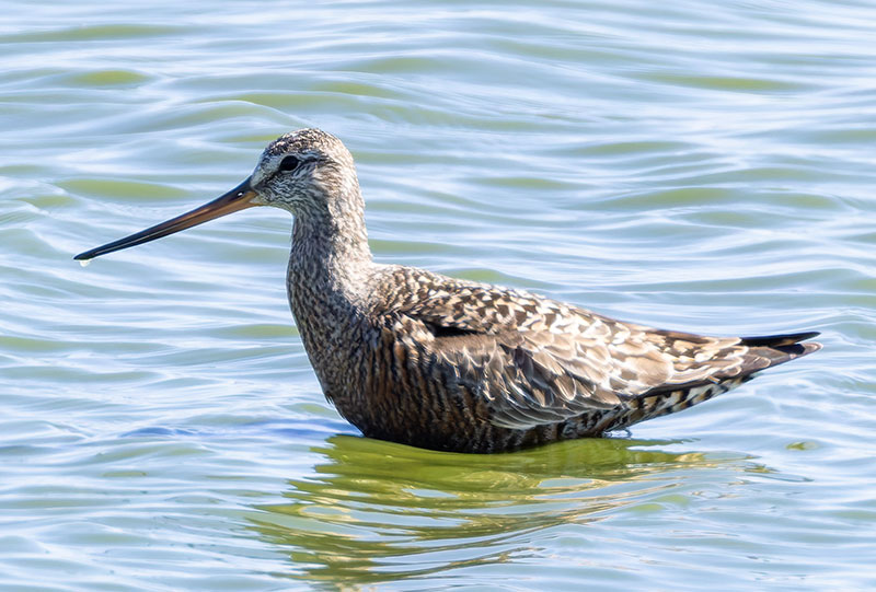 Hudsonian Godwit Limosa haemastica