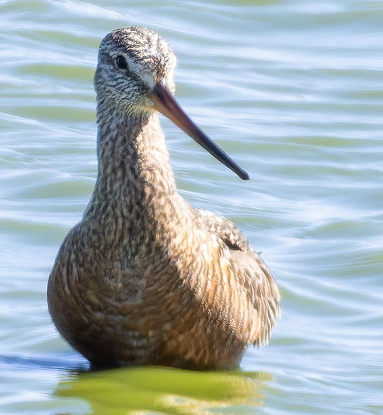 Hudsonian Godwit Limosa haemastica