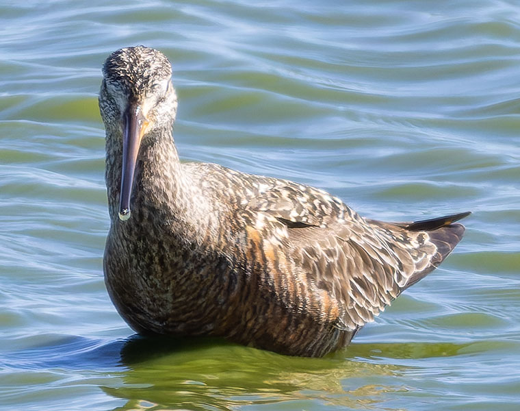 Hudsonian Godwit Limosa haemastica