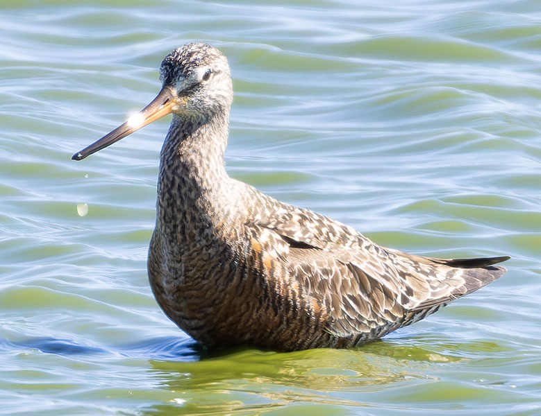 Hudsonian Godwit Limosa haemastica