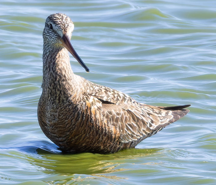 Hudsonian Godwit Limosa haemastica