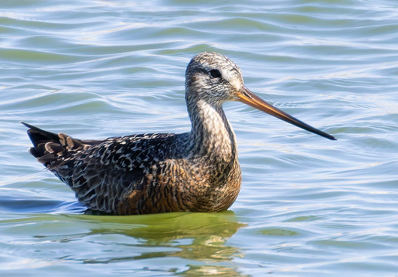 Hudsonian Godwit Limosa haemastica