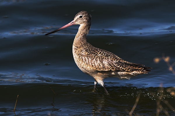Marbled Godwit Limosa fedoa 