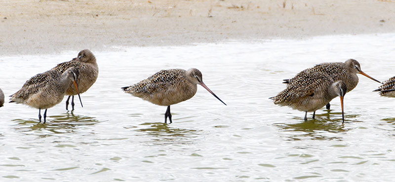 Marbled Godwit Limosa fedoa
