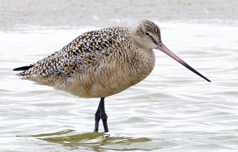 Marbled Godwit Limosa fedoa