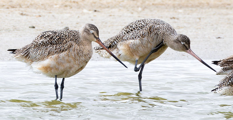 Marbled Godwit Limosa fedoa