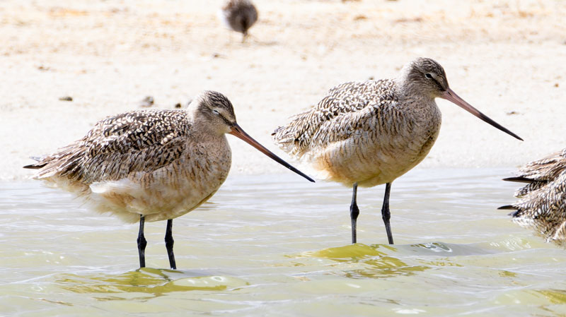 Marbled Godwit Limosa fedoa