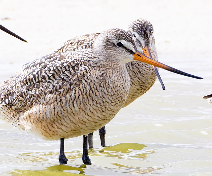 Marbled Godwit Limosa fedoa